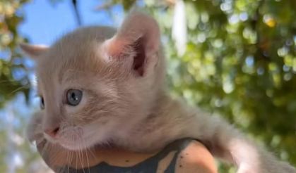 15 günlük bebek Ankara’da yuva arıyor