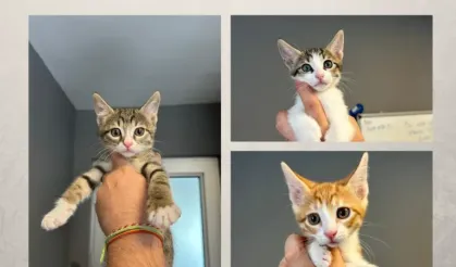 3 kardeş yeni yuvalarını arıyor 