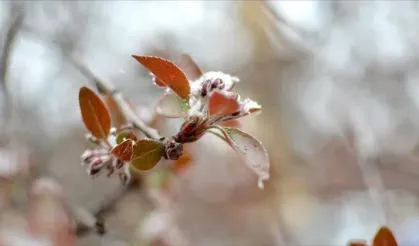 Sinop'ta çiftçilere uyarı