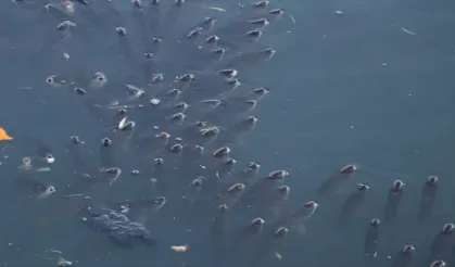 Ceyhan Nehri'nde inceleme başlatıldı