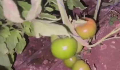 Mersin'de seralarda 'zirai don' nöbeti