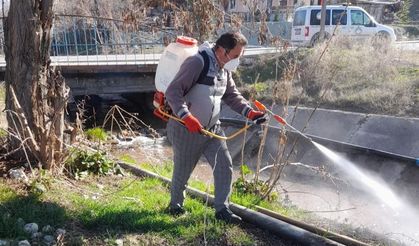 Nallıhan Belediyesi larva ile mücadele ediyor!
