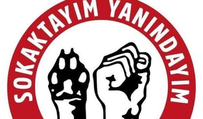 Konya'da hayvanlara şiddet iddiası