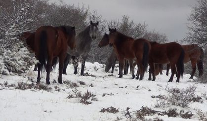 Beypazarı'nda yılkı atları görüntülendi