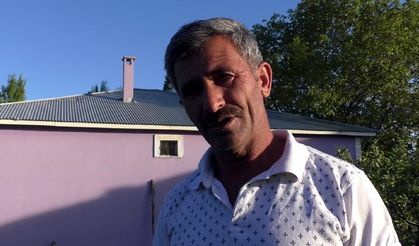 Cüce kargalar inekten tüy koparıp, yuva yaptı!