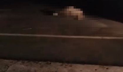 otomobilin çarpmasıyla koyunlar telef oldu!