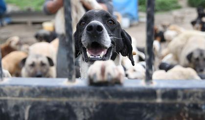 Altındağ’dan Sokak Hayvanları İçin Örnek Proje!