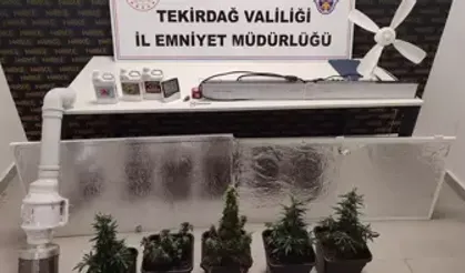 Evlerinde uyuşturucu yetiştiren şüphelilere baskın