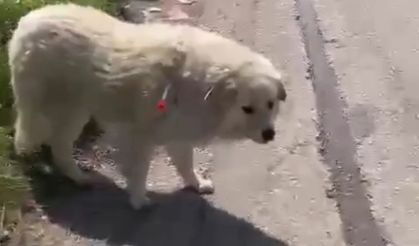 Sahipsiz Değil, Kimsesiz Değillerdi: Kahramankazan’da Köpek Krizi!