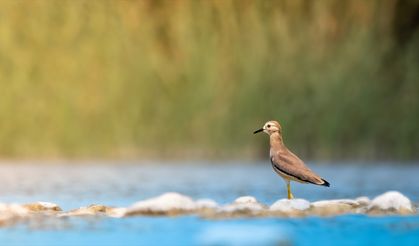 Antalya'da 220 kuş türü görüldü