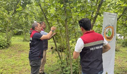 Artvin'de samuray arıları doğaya salındı