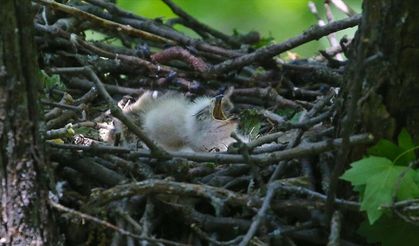 Bingöl'de 2 bin 100 rakımda kartal yuvaları!