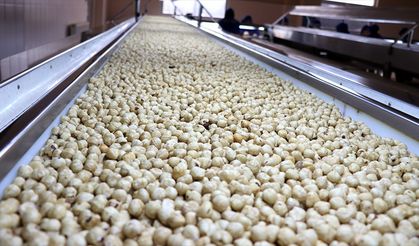 Fındık ihracatı 2025’in ilk 5 ayında 1 milyar doları aştı