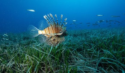 Göçmen istilacı türlerin yayılımı görüntülendi