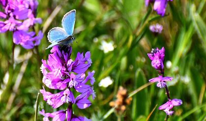 Kars rengarenk çiçeklerle kaplandı
