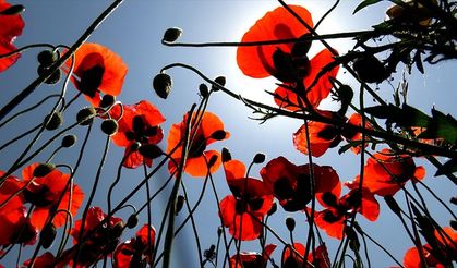 Kars'ta meralar ve yaylalarda görsel şölen