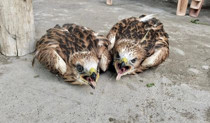 Kırşehir'de bitkin halde bulundular!