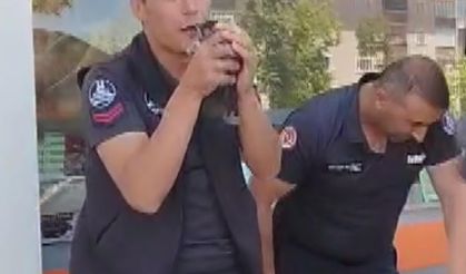 Anne kedi yavrularının kurtarılmasını bekledi