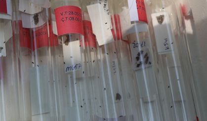 Kahverengi kokarcaya karşı 2 bin samuray arısı