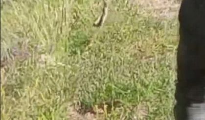 Lavabosunda yılan buldu