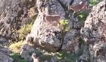 Munzur Dağları'nda dağ keçileri!