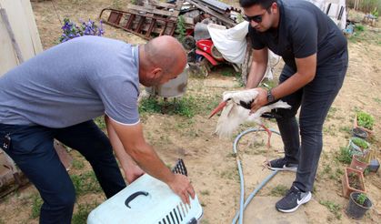 Yaralı leyleği besledi