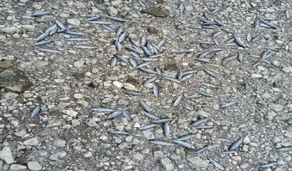 Çanakkale'de çay kısmen kurudu
