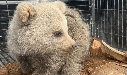 Bitkin halde bulunan ayı yavrusu koruma altına alındı