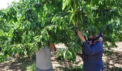 Gaziantep’te kiraz hasadı