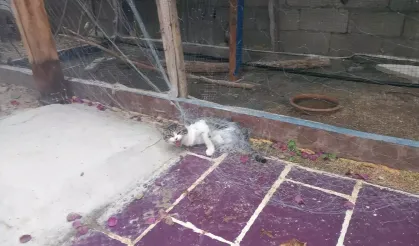 Balık ağına dolanan kedi kurtarıldı