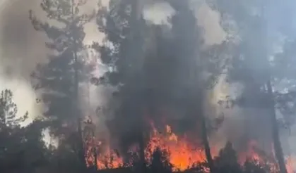Karabük'te orman yangınında 55 hektar alan zarar gördü!