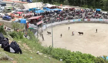 Ayder'de boğa güreşleri devam ediyor
