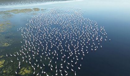 Flamingolar jandarma ekiplerince korunuyor