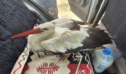 Yaralı halde bulunan leylek tedaviye alındı