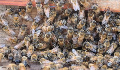 AB tescilli Bingöl balında sağım başladı