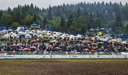 Artvin'de boğa güreşlerine yoğun ilgi!