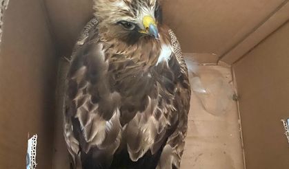 Erbaa’da Yaralı Kızıl Şahin Koruma Altına Alındı