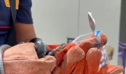 İtfaiye eri, yakaladığı yılana su içirdi