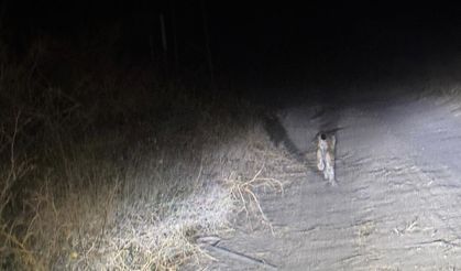 Nesli Tükenmekte Olan Vaşak Telefon Kamerasına Yansıdı!