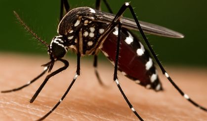 Prof. Dr. Özlü: Chikungunya Virüsü Şu An İçin Tehdit Değil