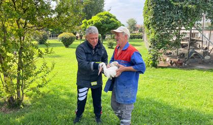 Verandadan düşen leyleği itfaiyeci havada yakaladı