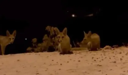 Tilki yavrularını kraker ve bisküviyle beslerken kaydedildi
