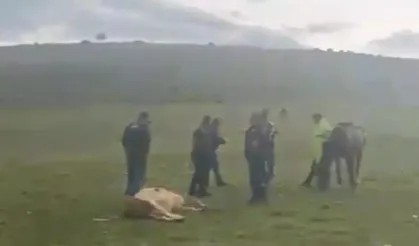 Meraya yıldırım düşmesi sonuc 3 inek öldü