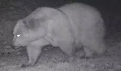 Sağ kulağı olmayan bozayı görüntülendi