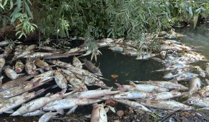 Bartın Irmağı'nda balık ölümleri inceleniyor