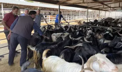 Elazığ'da Hayvan Borsası Kapatıldı