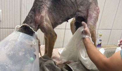 Mamak’ta Köpeğe Tecavüz İddiası!