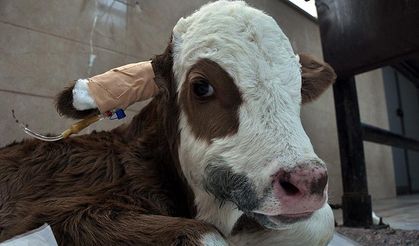 Çanakkale’de Gelin ile Damada Düğün Hediyesi: Buzağı