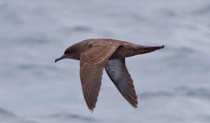 Cankurtaran, yelkovan kuşunu kurtardı!