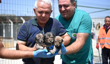 Mamak'ta Gecekondu Yangını: Can Kaybı Yok, Yavru Köpekler Kurtarıldı